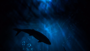 Possible Content Preview